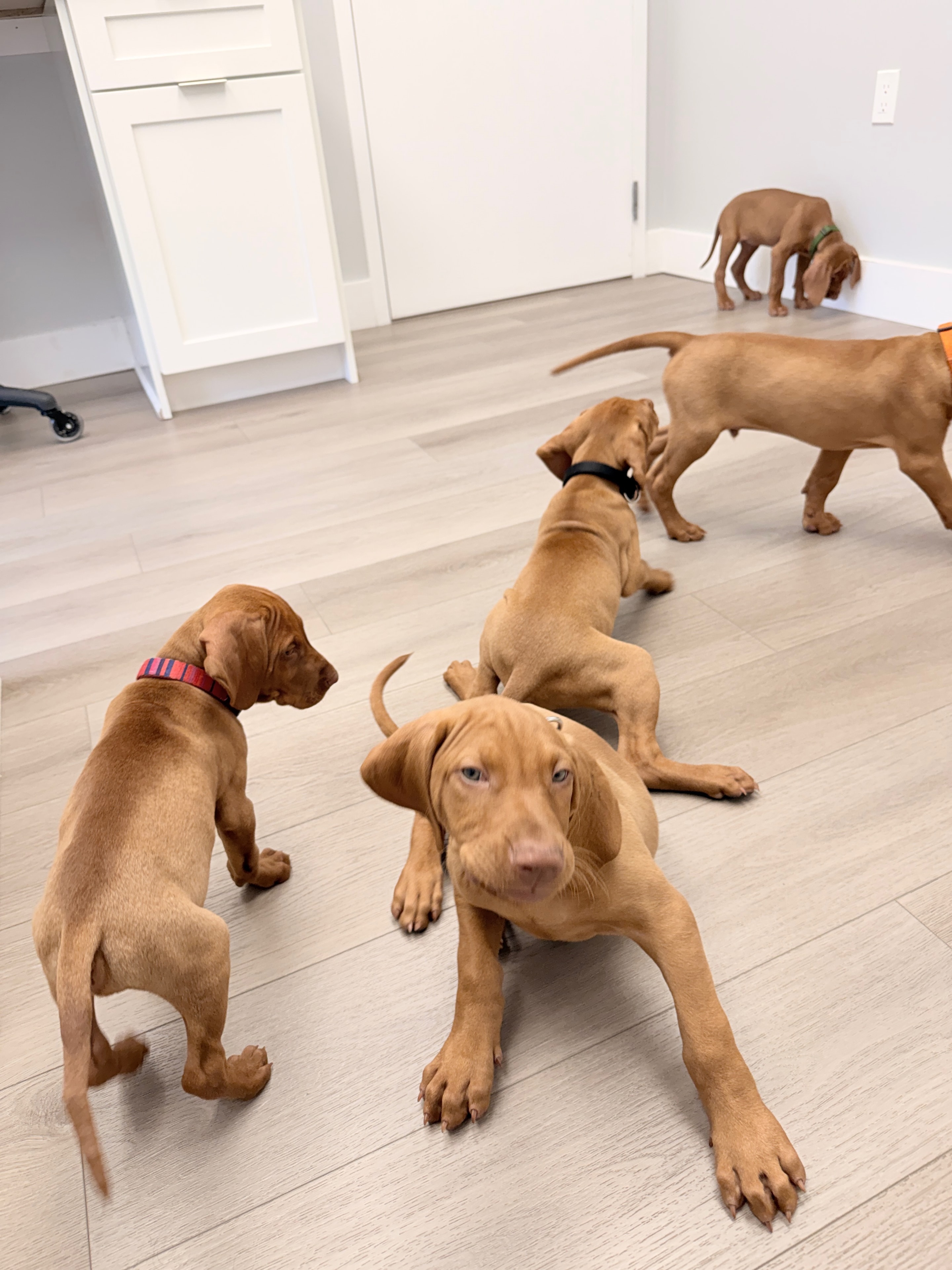 Vizsla mother with her puppies