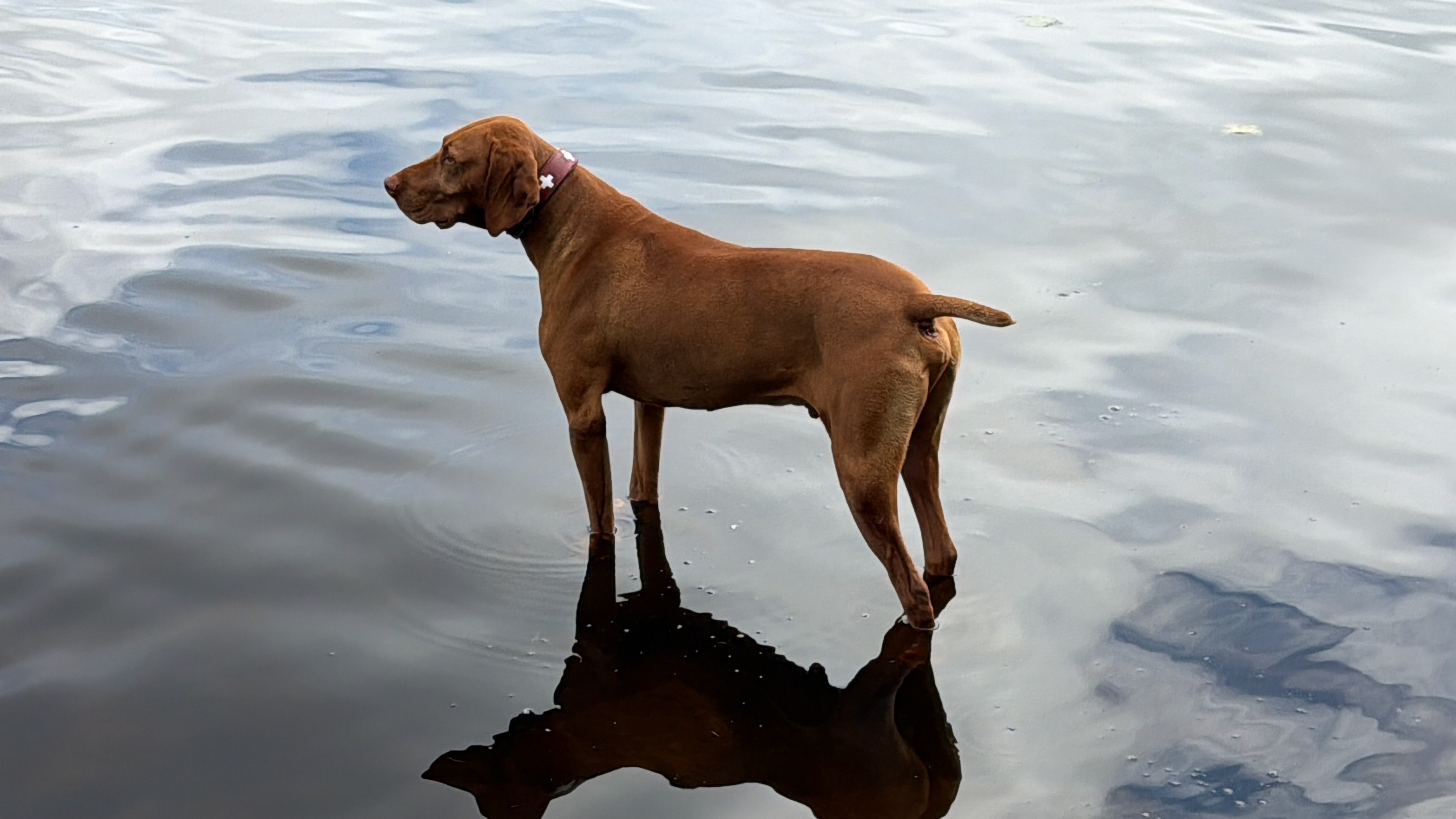 Vizsla working a scent line in the field