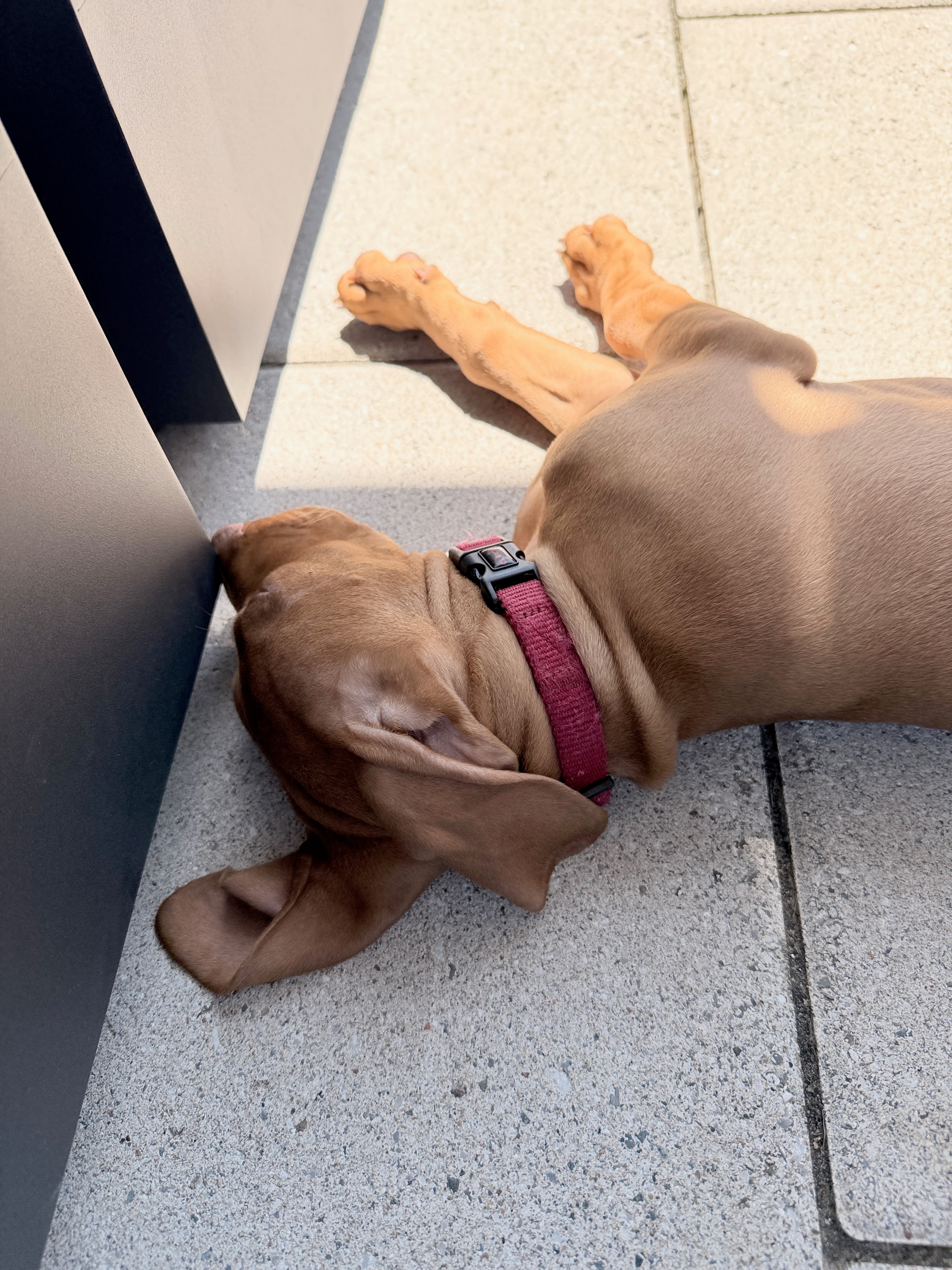 Vizsla relaxed at home with the family