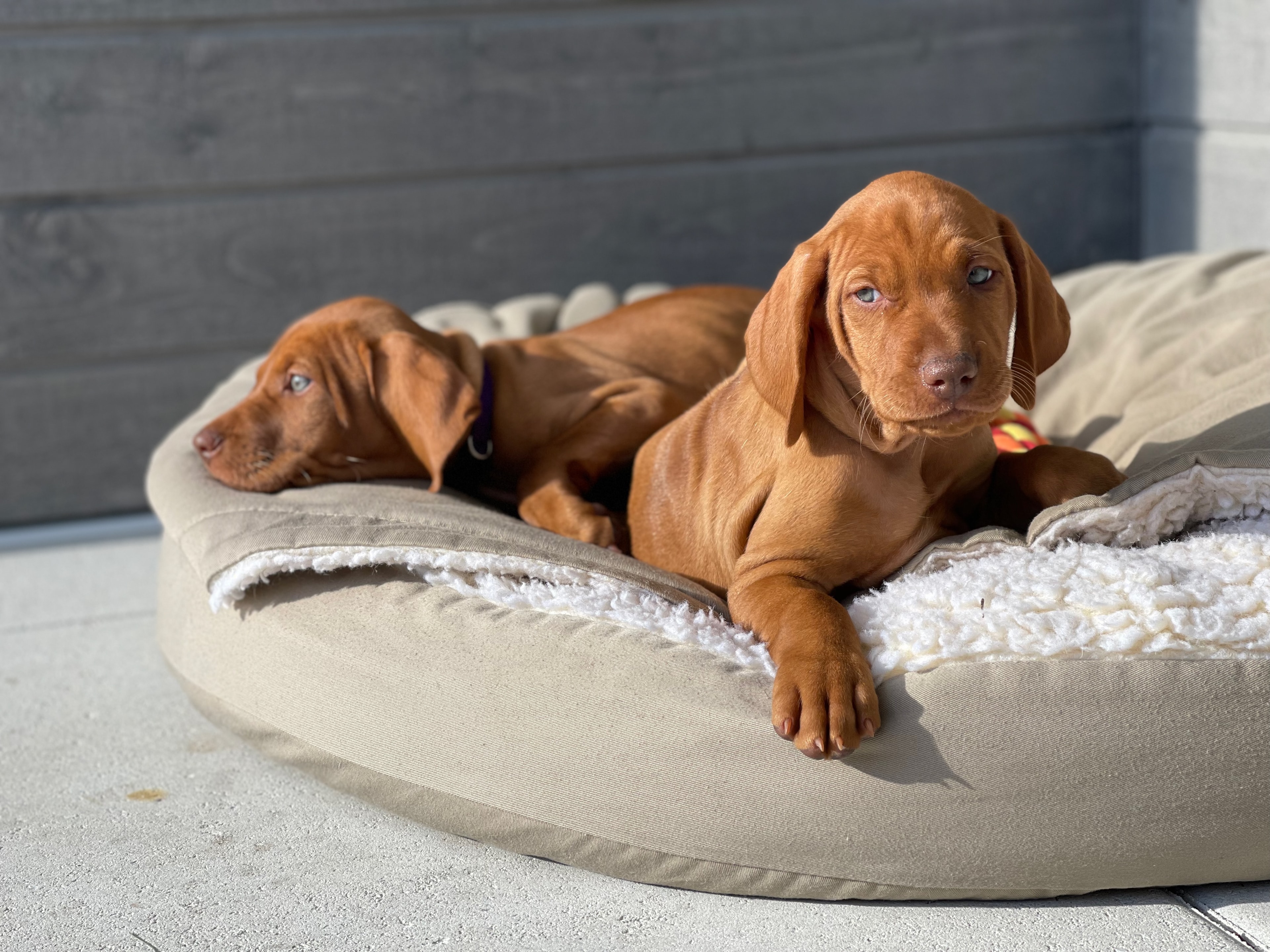Vizsla portrait — amber eyes, warm light