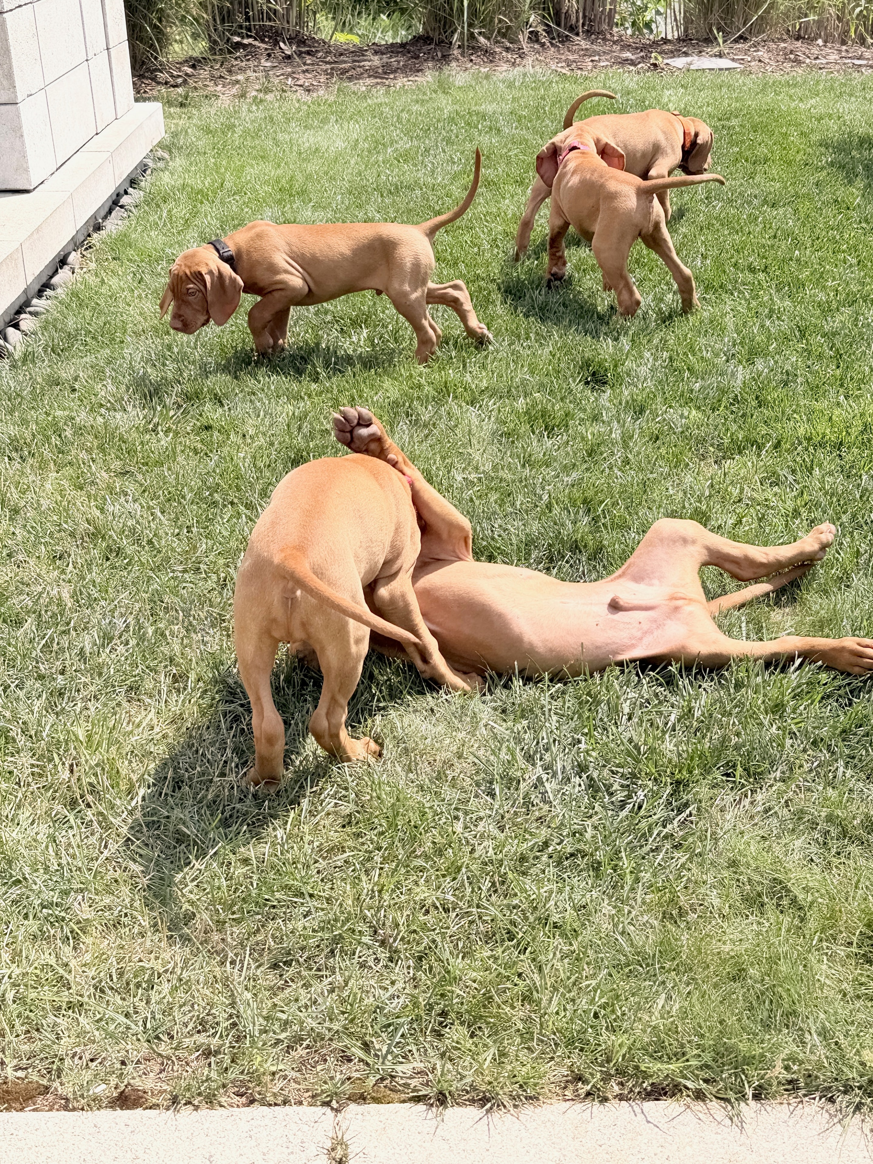 Vizsla resting in dry grass, natural light