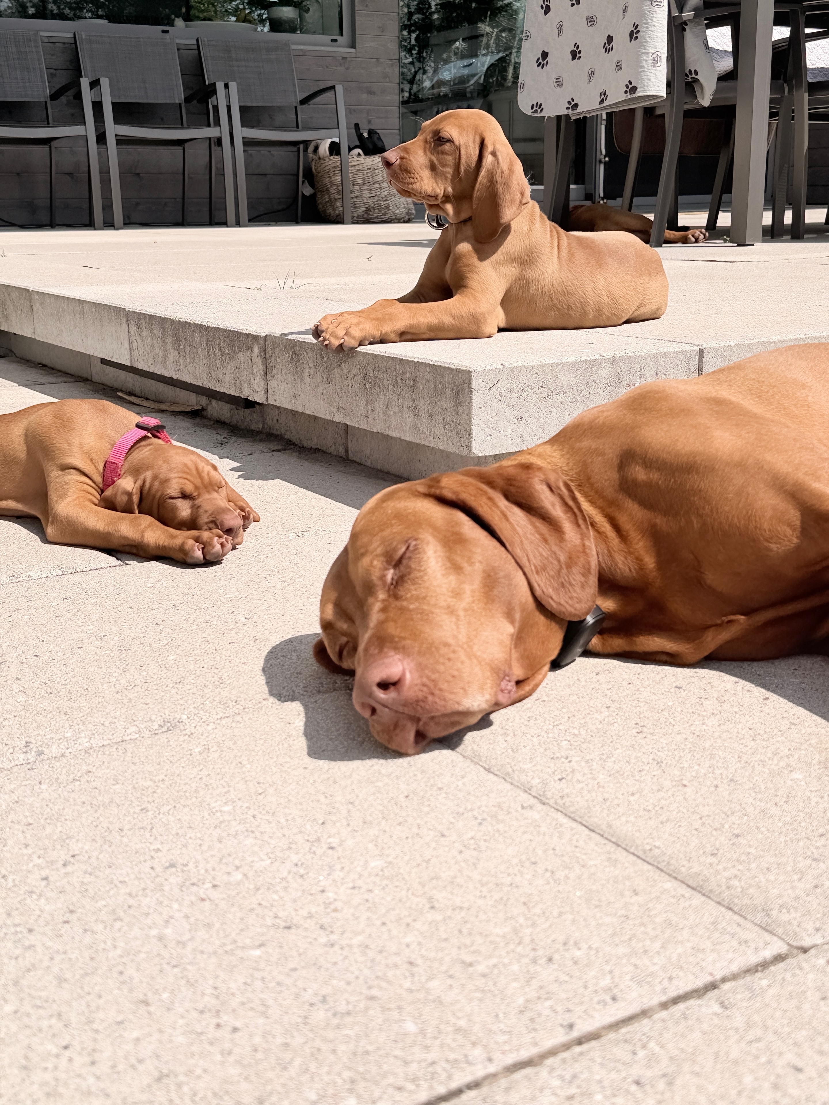 Vizsla puppies playing together outdoors