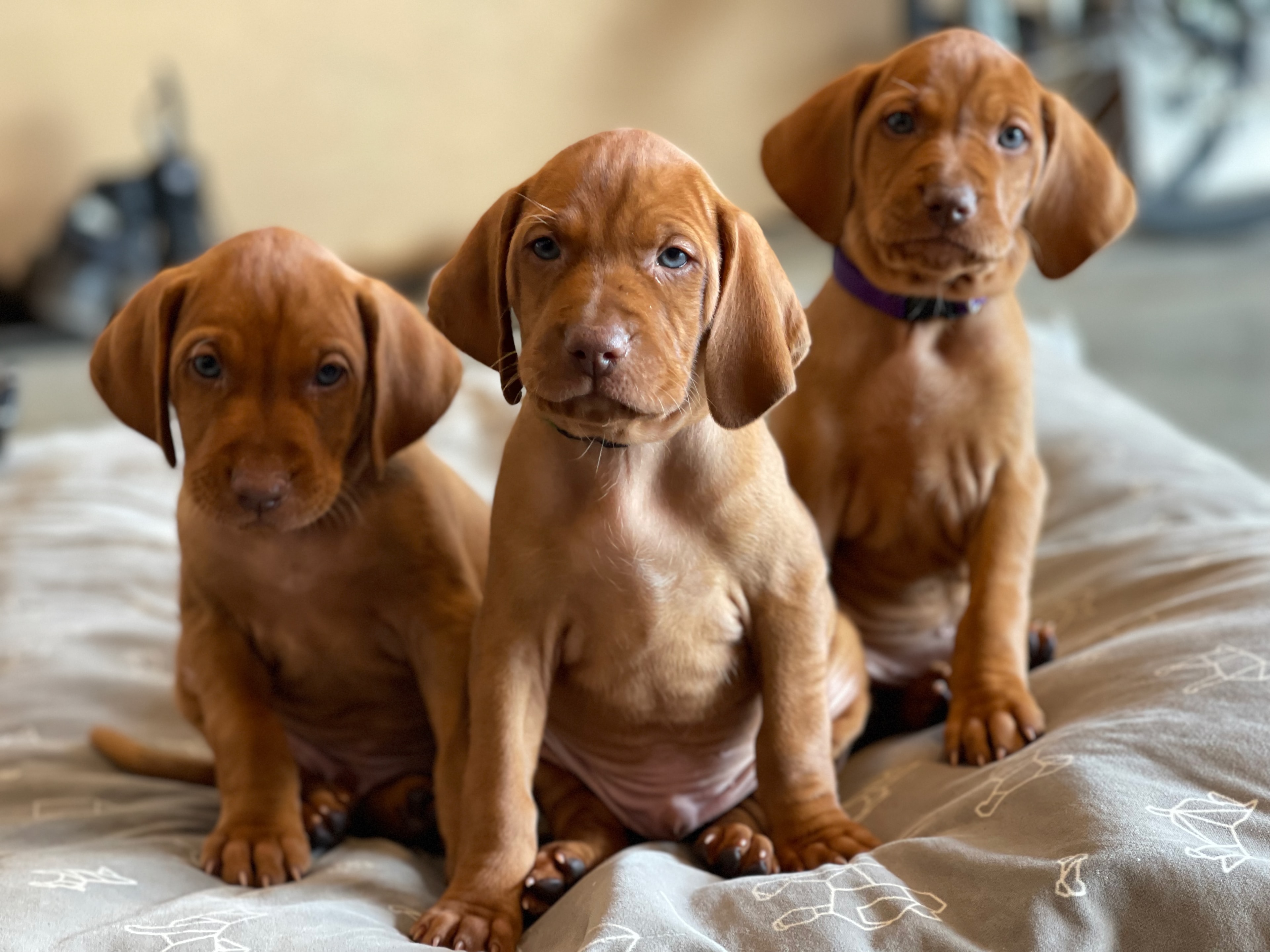 Newborn Vizsla puppies in the whelping box