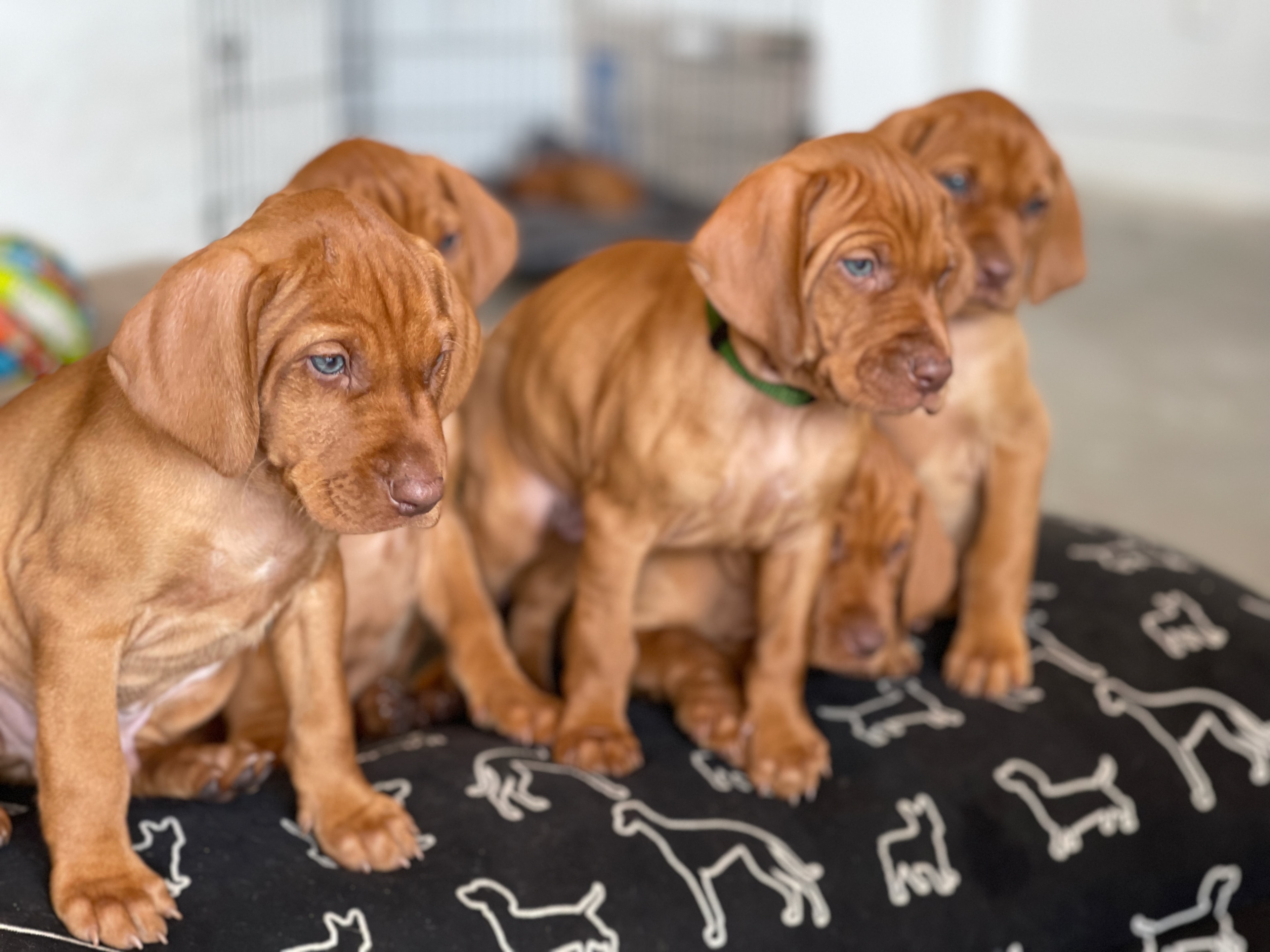 Vizsla dam nursing her newborn litter