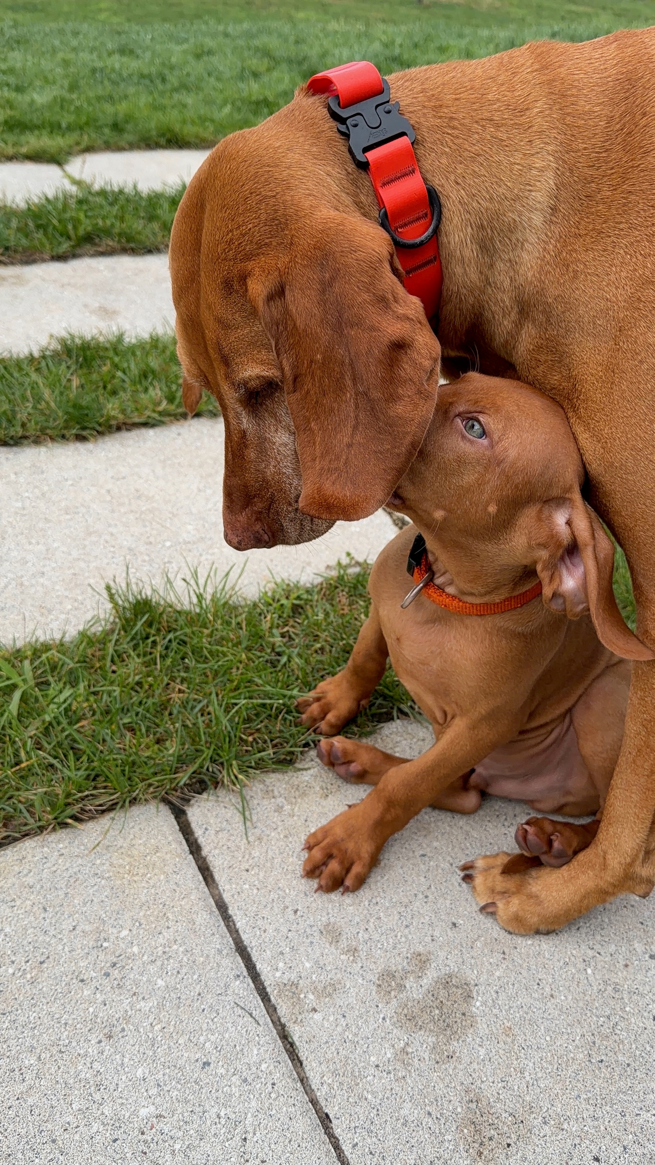Vizsla hunting in the field